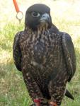 "Onyx"Imprint Peregrine x Gyr/Saker