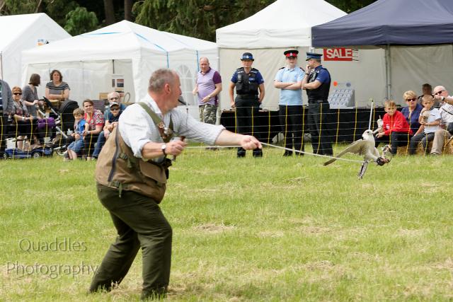 "Comitt" Gyr x Barbary