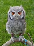 "Amber" White faced scops owl