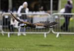 "Bracken" Male Harris Hawk