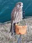 "Grace" European Kestrel