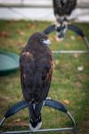 Hawks