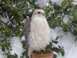 "Lace"Female Gyr X Merlin