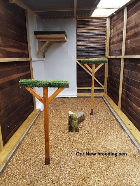 Our  Breeding Pens large falcons