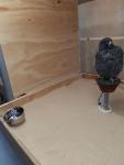 Kiln dried sand, makes easy cleaning, water provided for all falcons