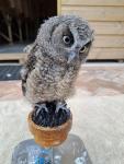 "Oliver" Tropical Screech owl