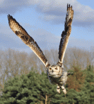 "April" Light Phase Indian Eagle Owl