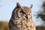 "Blue" African Spotted Eagle Owl